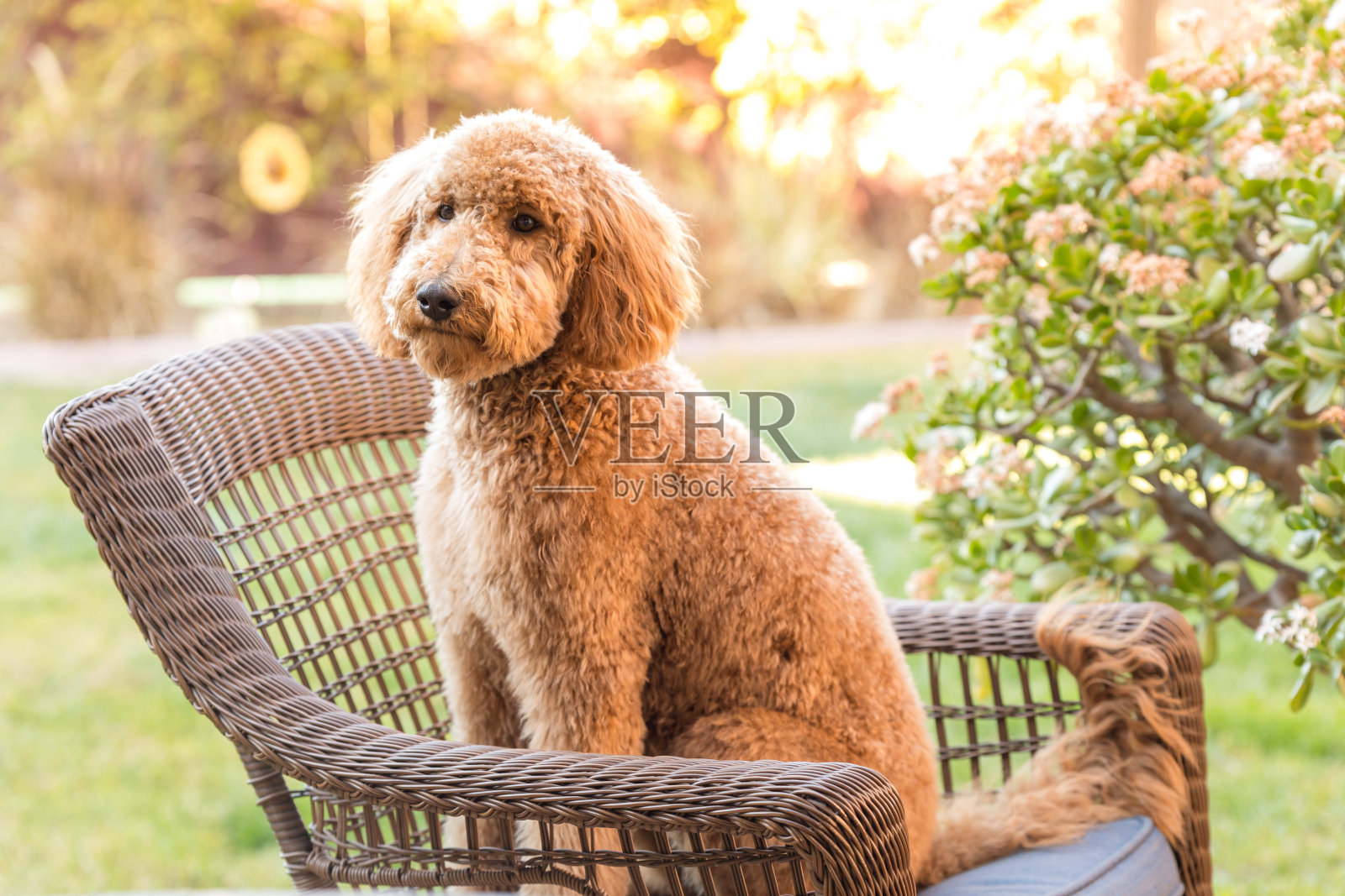金毛贵宾犬坐下照片摄影图片