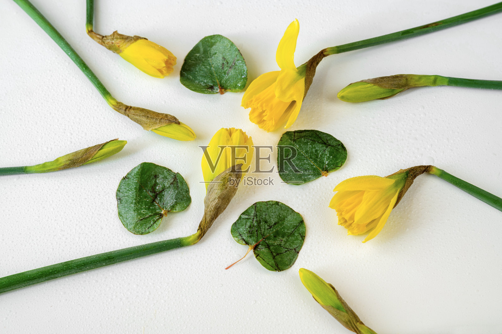 开花的水仙芽和桉树叶排列在湿白色，特写。照片摄影图片