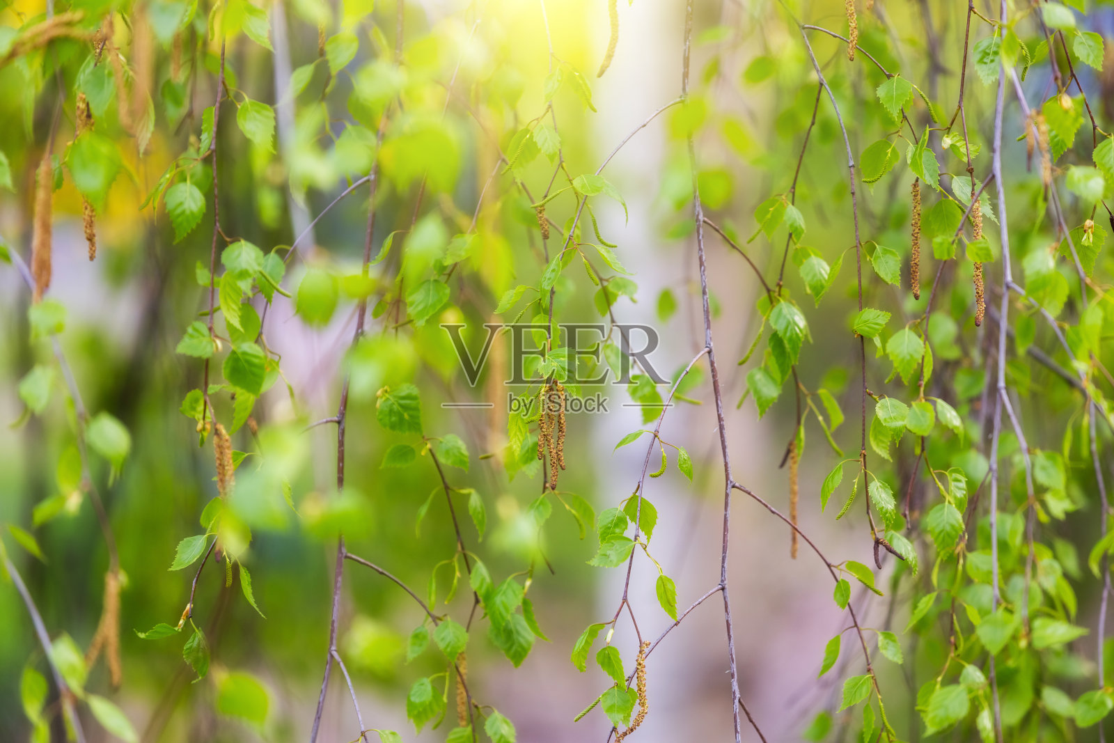 明亮多汁的年轻桦树叶照片摄影图片