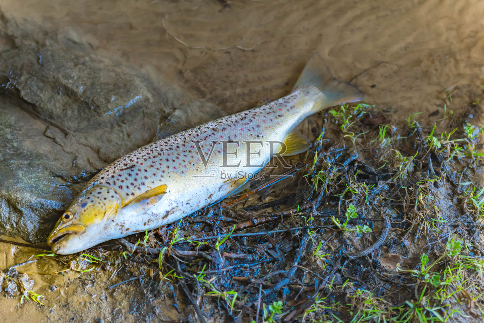 2022年开放钓鳟鱼季节，淡水鱼出水照片摄影图片