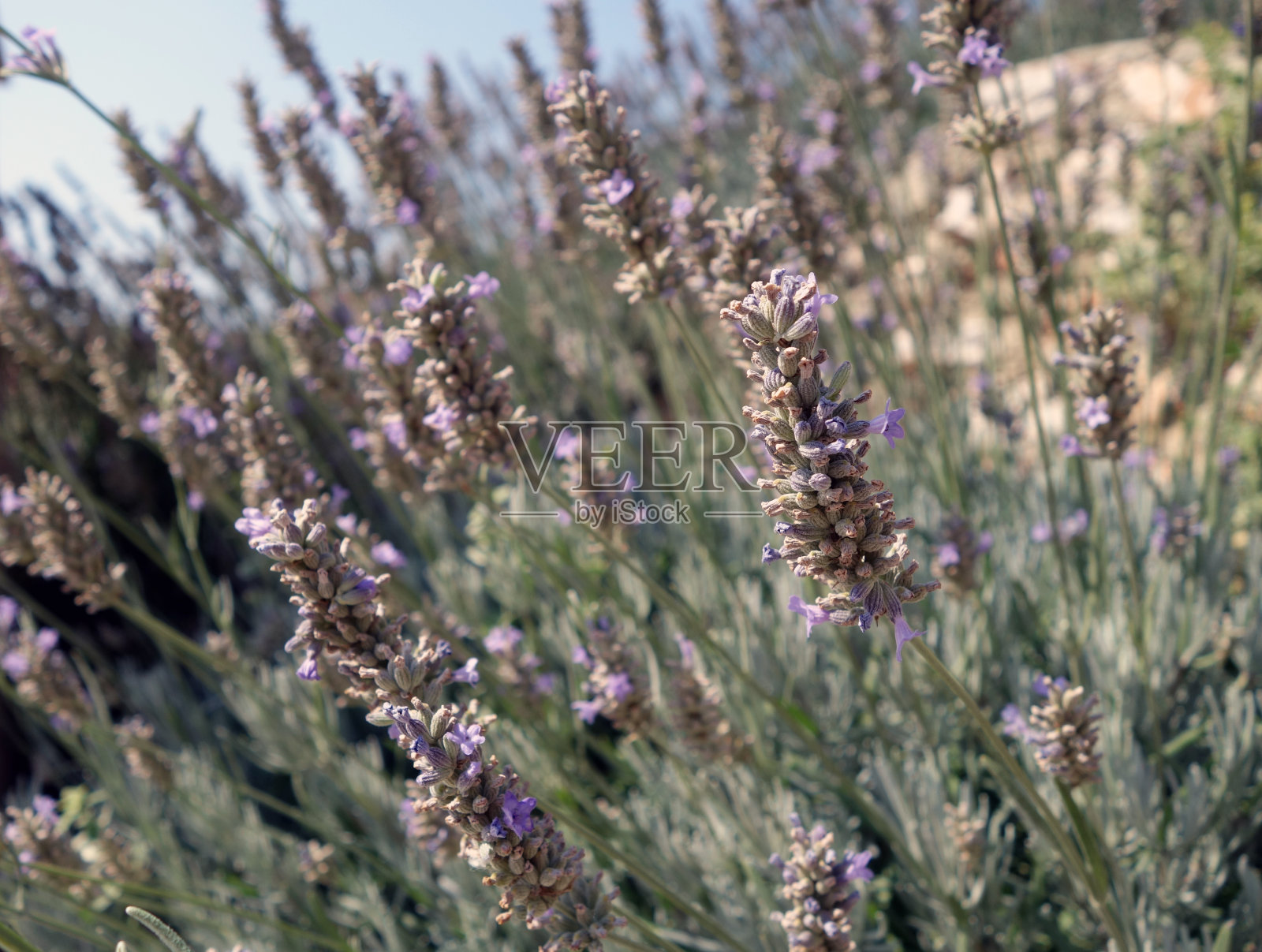 山薰衣草特写模糊效果。照片摄影图片
