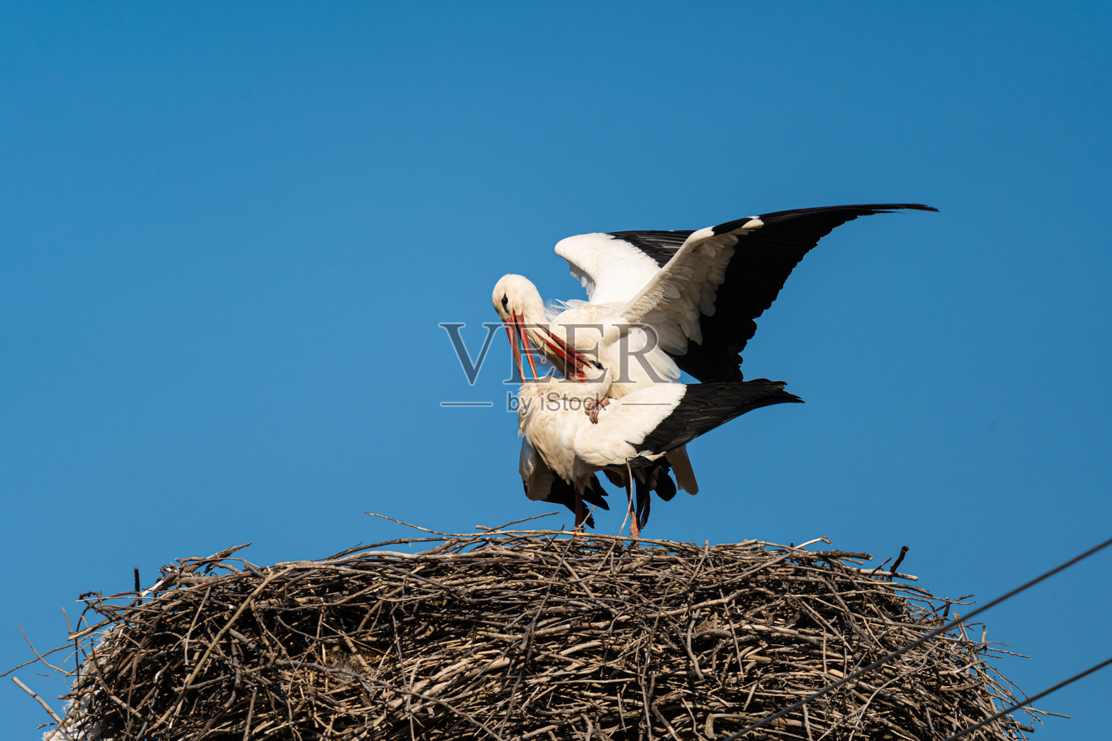 鹳鸟交配照片摄影图片