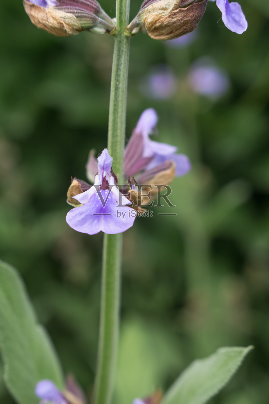 花照片摄影图片