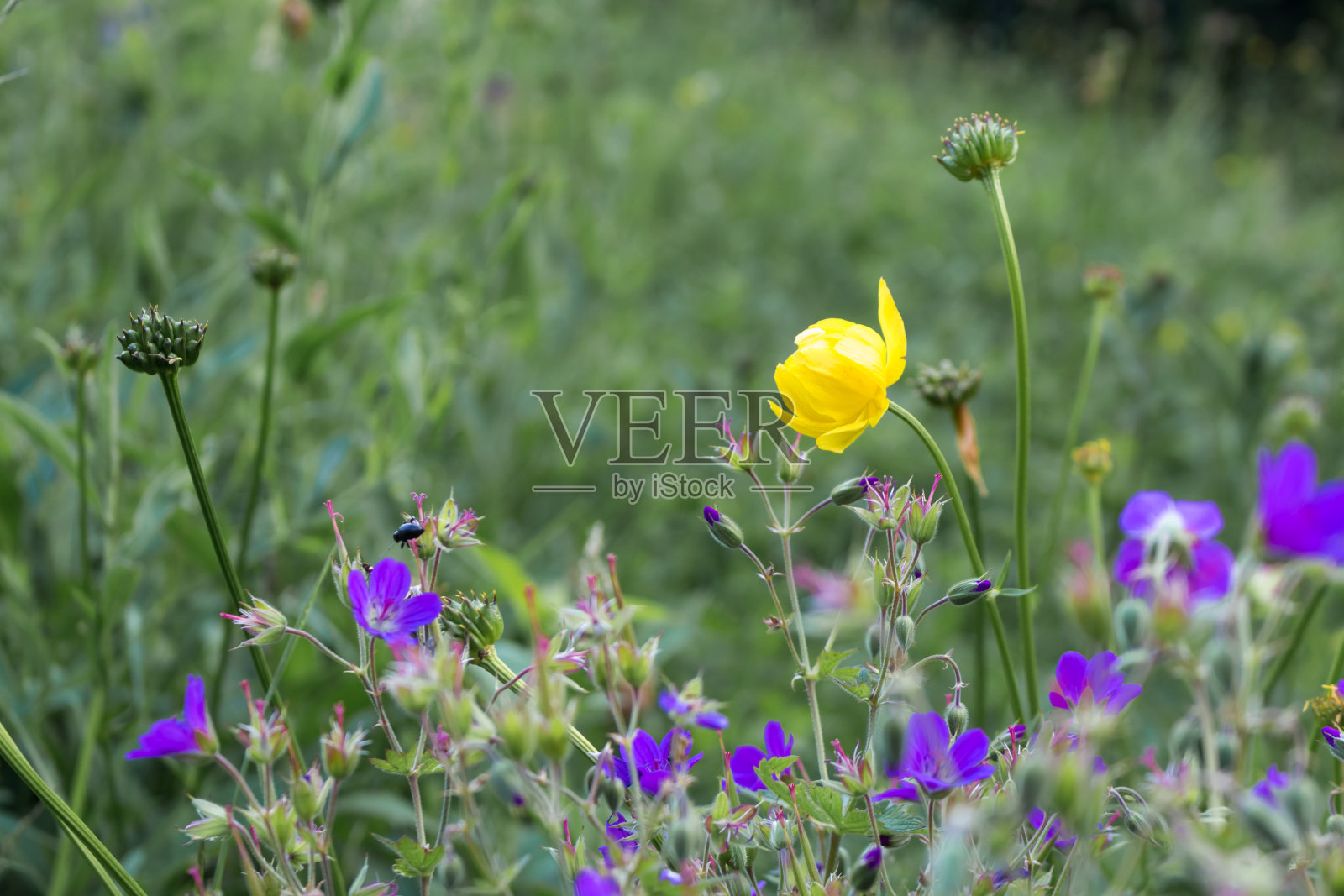 花照片摄影图片