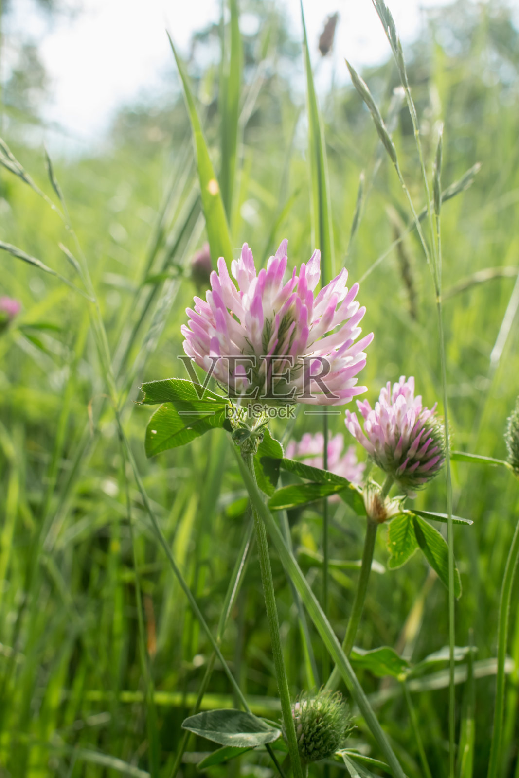 三叶草照片摄影图片