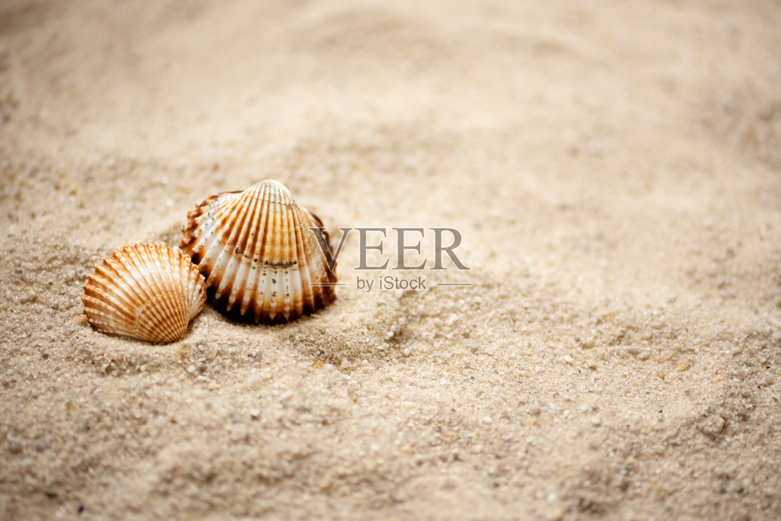 沙滩上躺着两只波纹的贝壳，夏日的海洋背景照片摄影图片