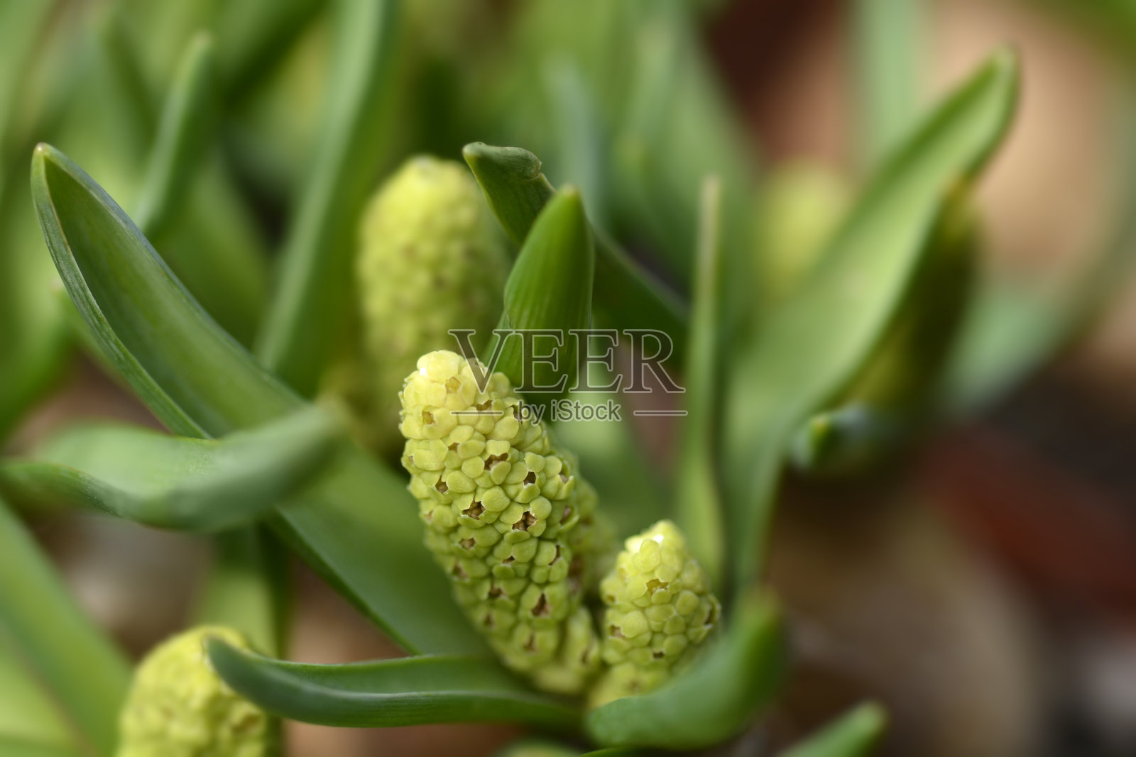 风信子白魔法照片摄影图片