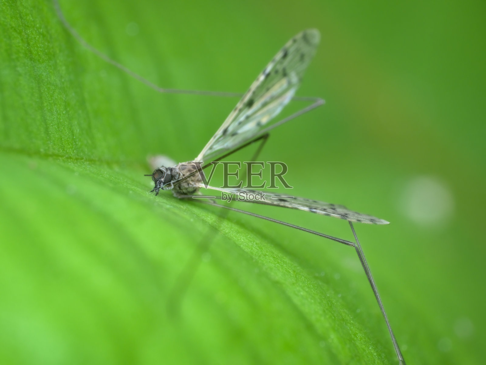 鹤蝇死在树叶上照片摄影图片