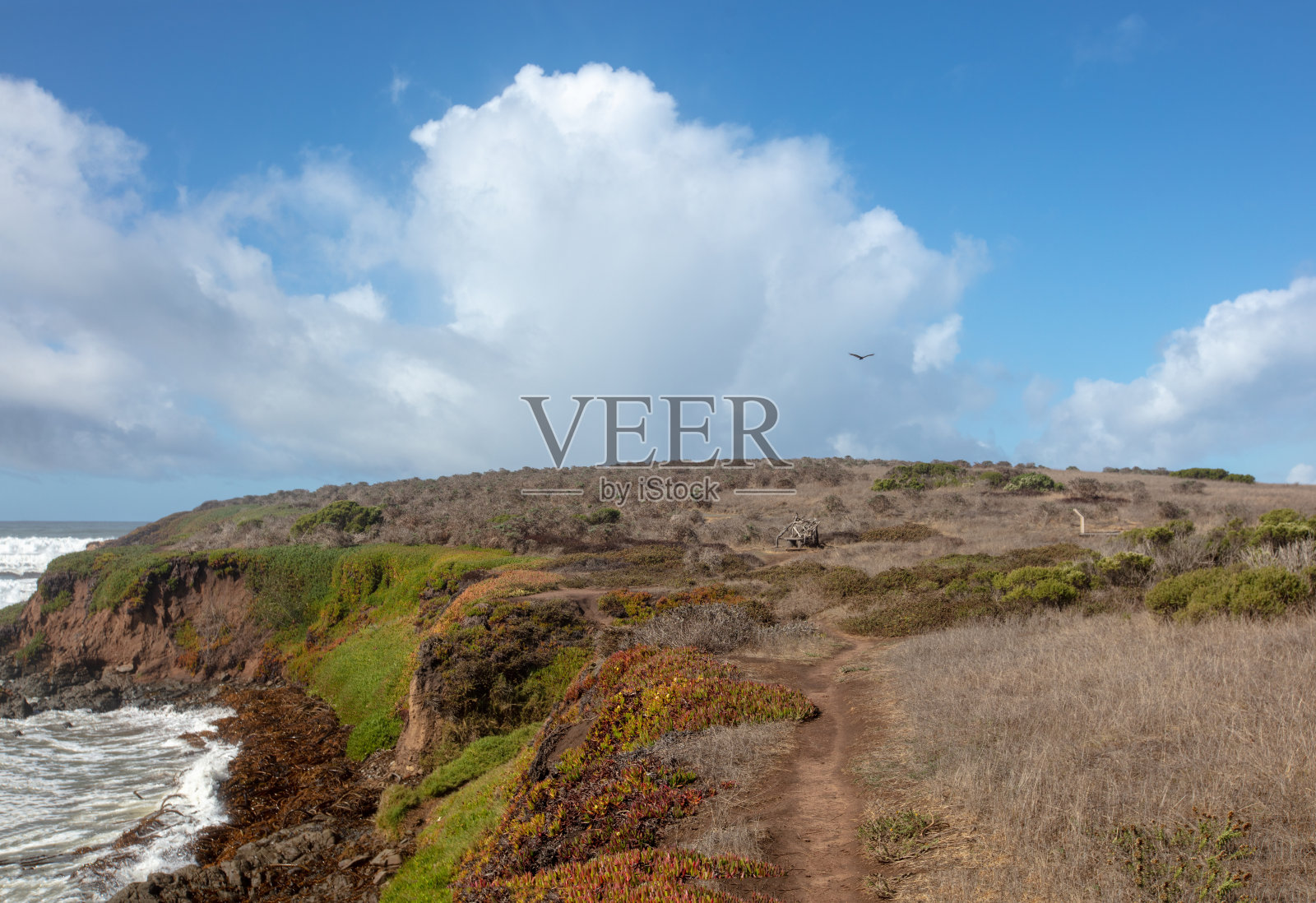 鵟飞过美国加利福尼亚州坎布里亚Fiscalini Ranch Preserve的Bluff Trail照片摄影图片