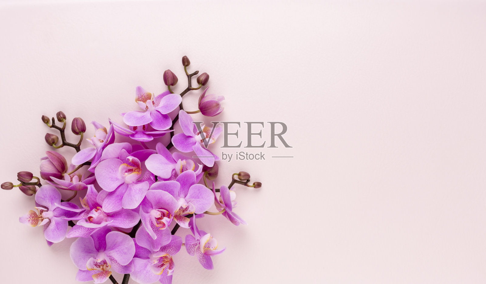 粉红色的温泉兰花主题对象在柔和的背景。照片摄影图片