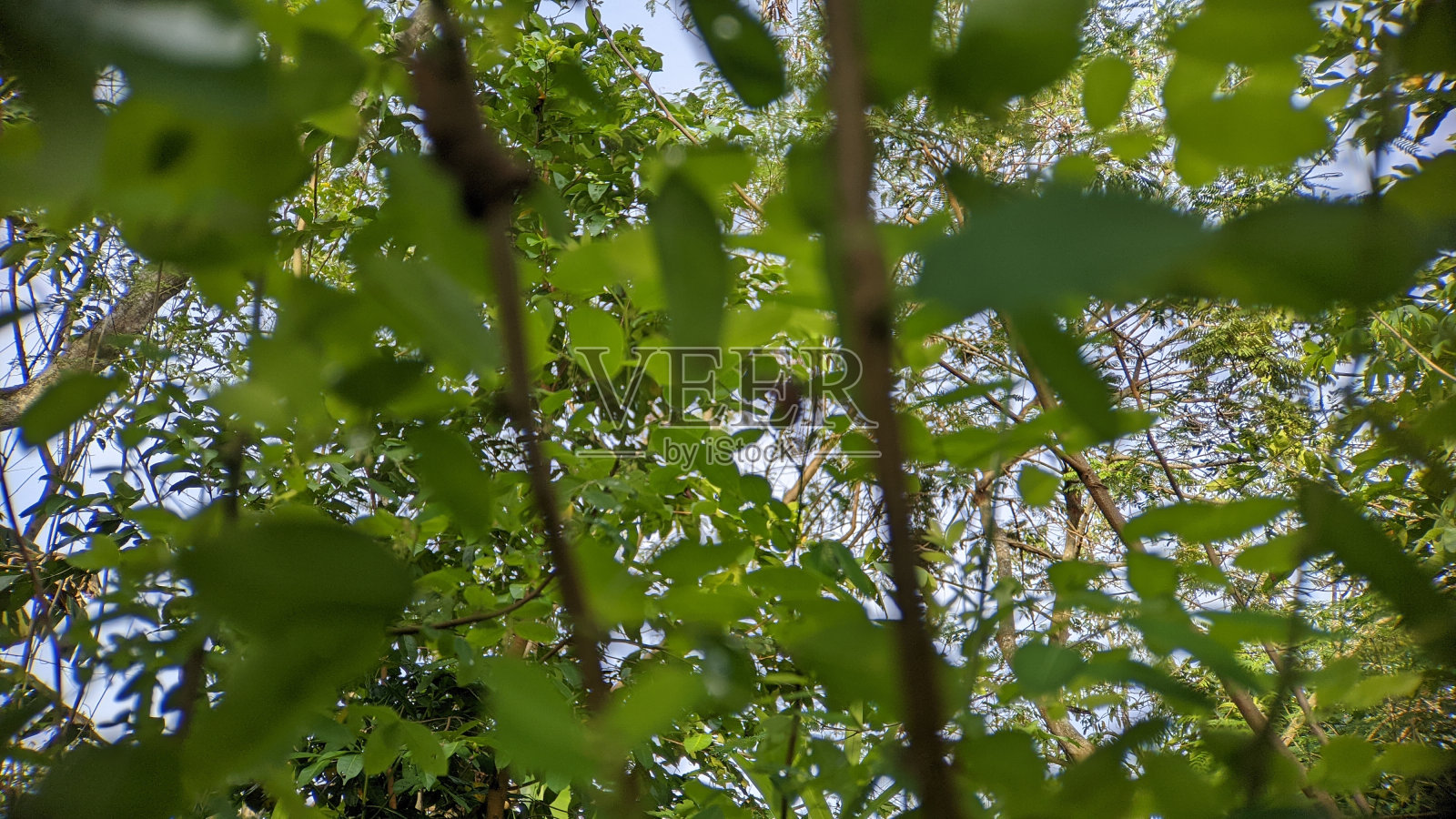 叶模糊照片摄影图片