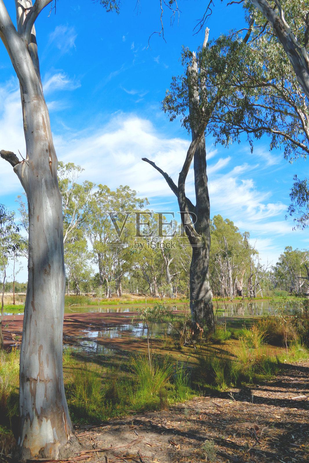 Barmah国家公园，维多利亚，澳大利亚照片摄影图片