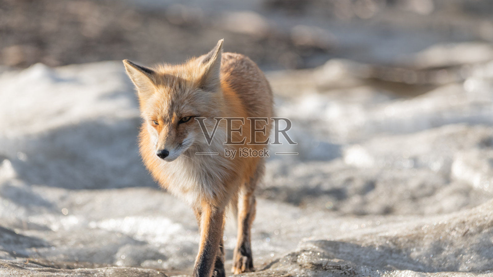 红狐在冬天雪地上行走照片摄影图片