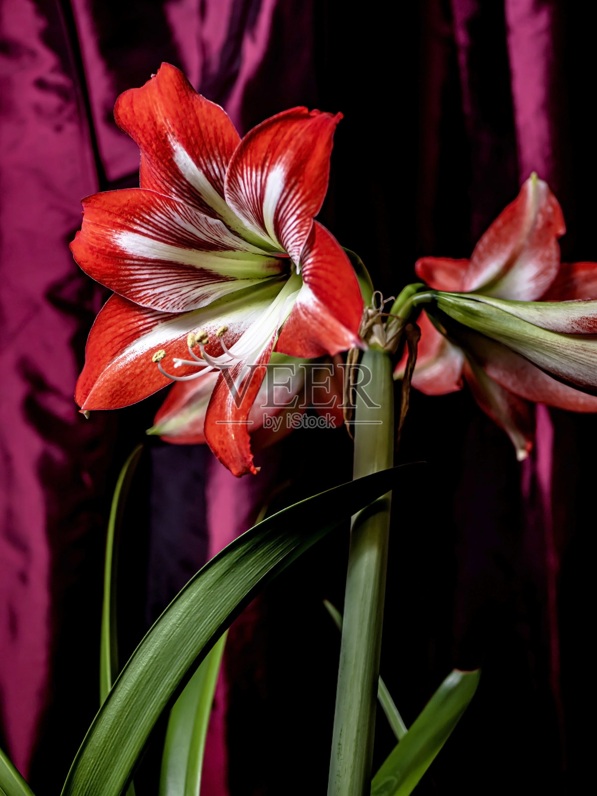 大朵红色的孤挺花盛开在窗台上照片摄影图片