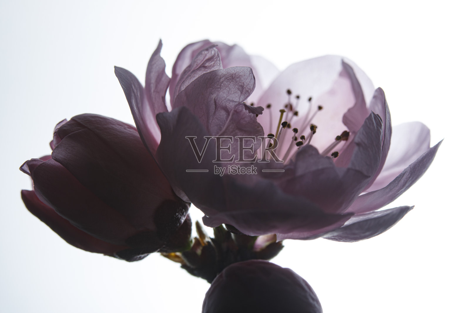 柔和的粉红色桃花在春天盛开照片摄影图片