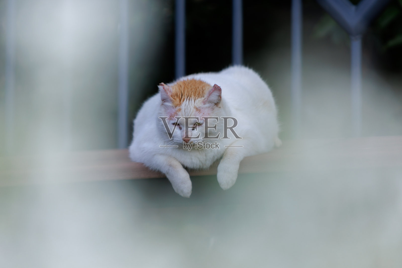 猫照片摄影图片