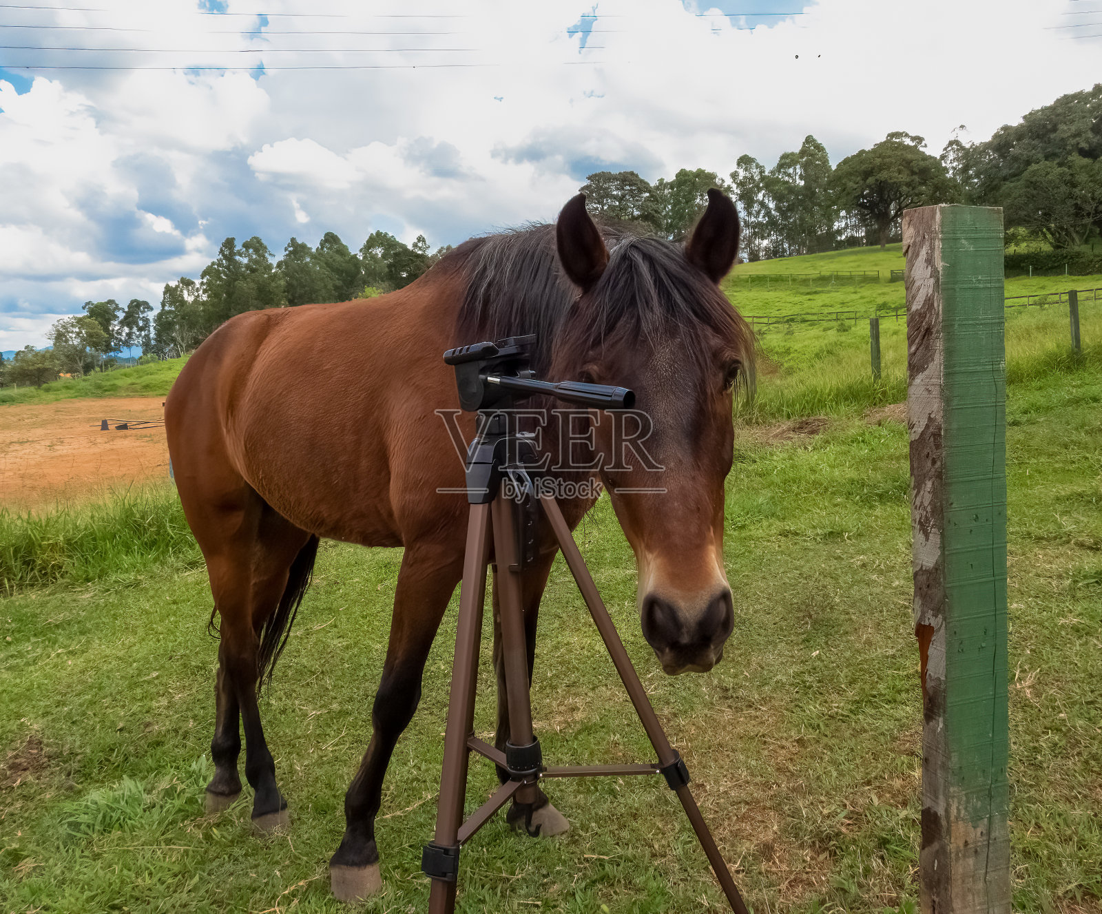 马在调查一个相机三脚架照片摄影图片