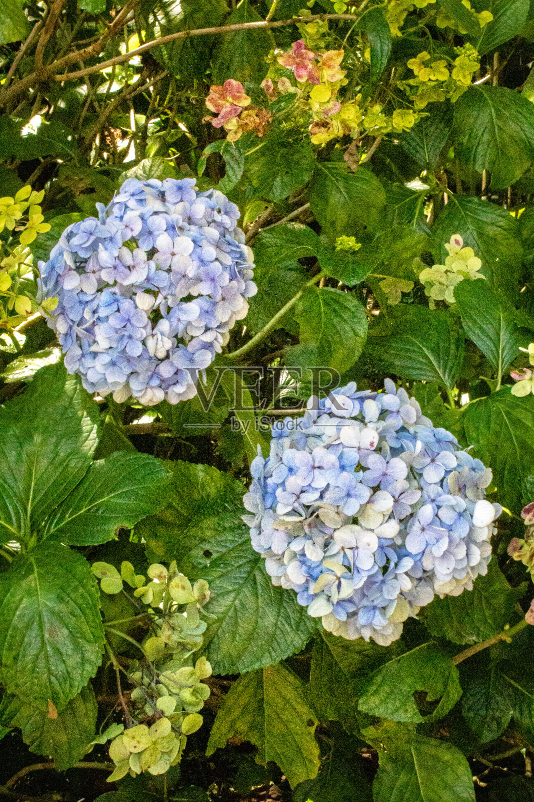 花园在城市Petrópolis照片摄影图片