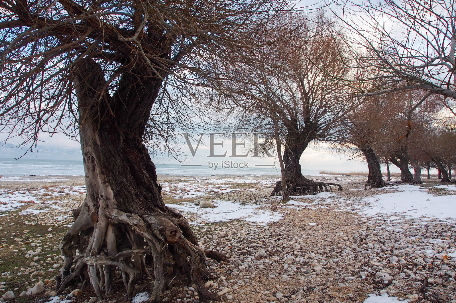 树木在冰照片摄影图片