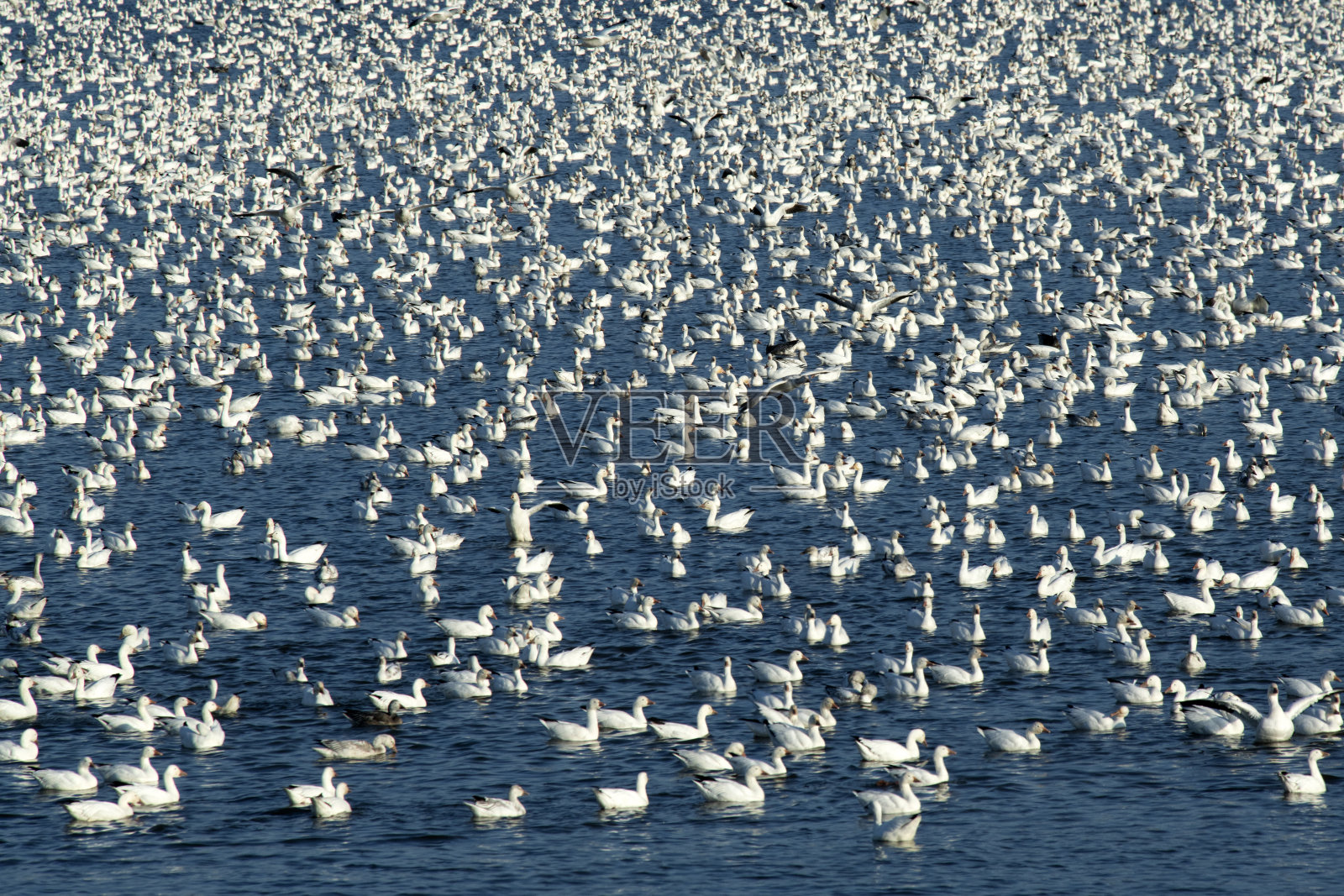 湖上的雪雁照片摄影图片