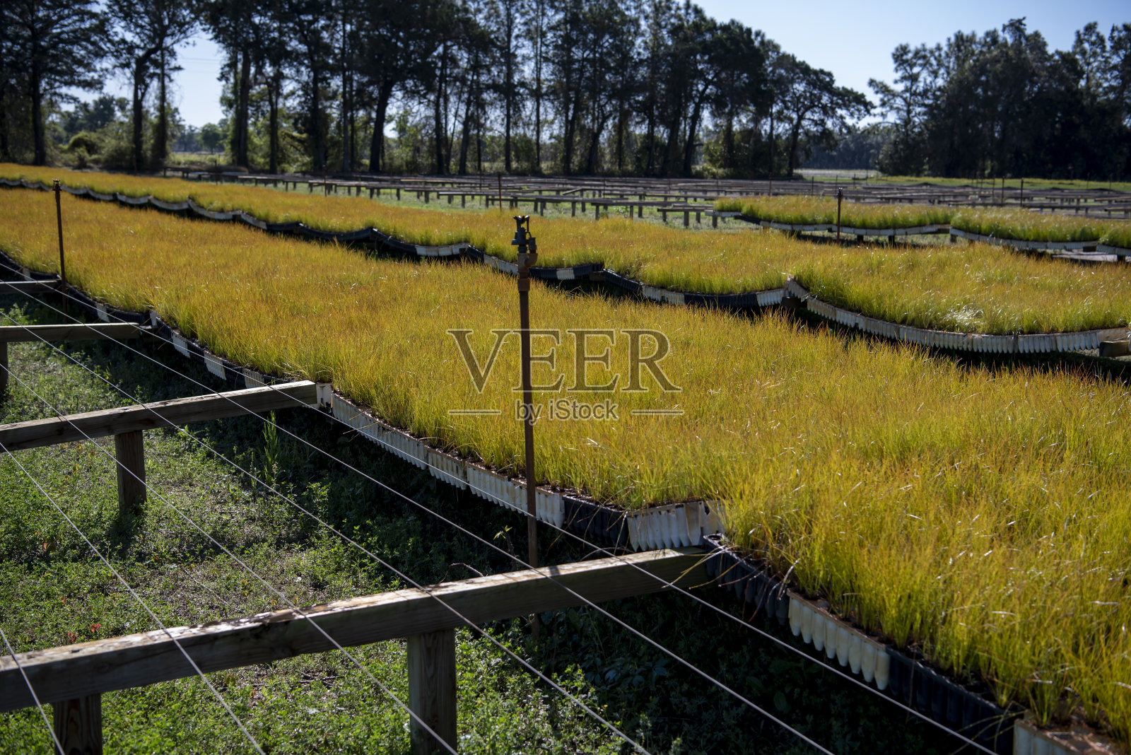 倾斜的户外松树苗排在悬挂的管式托盘中，装有喷灌装置照片摄影图片