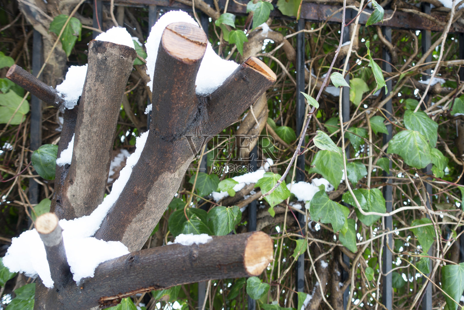雪植物-冬季背景。照片摄影图片