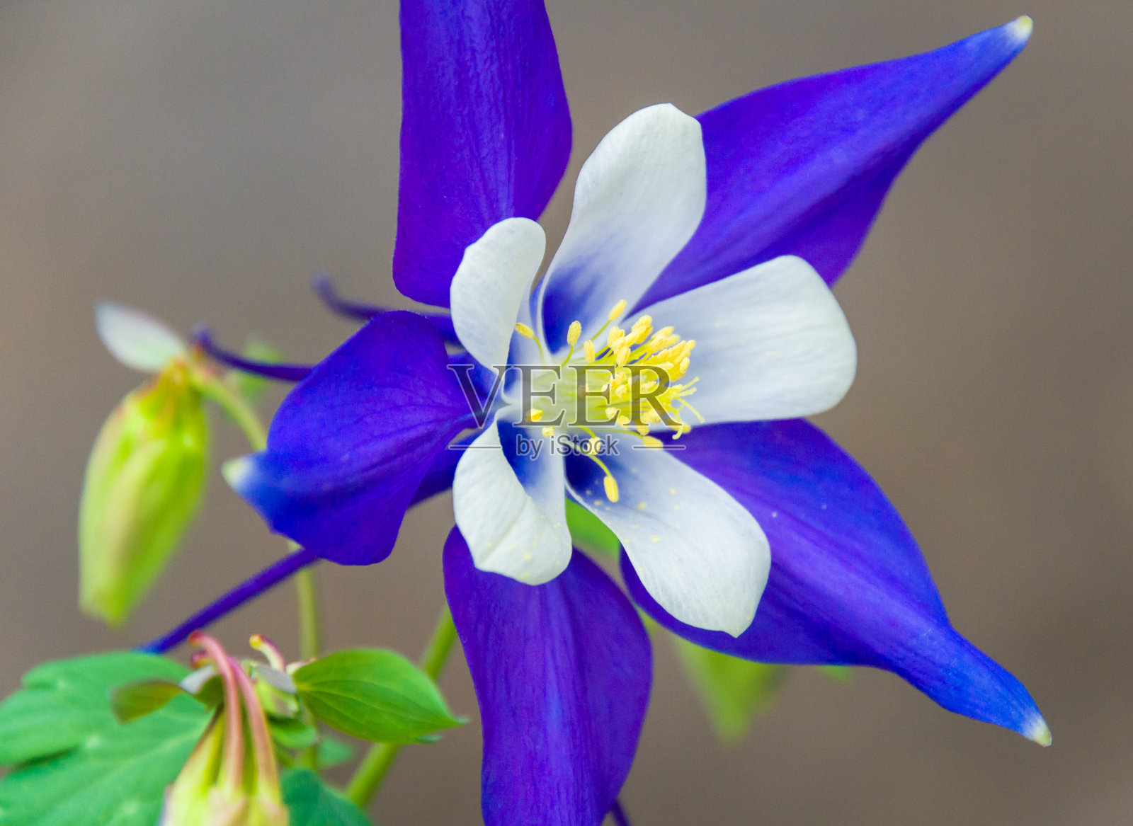 漂亮的蓝色耧斗菜照片摄影图片