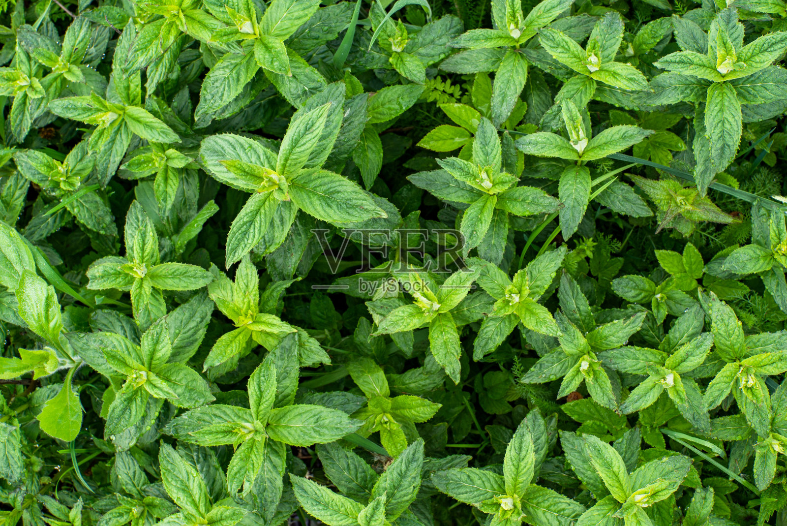 背景与薄荷。在花园里俯瞰新鲜的绿色薄荷。植物的成分。薄荷照片摄影图片