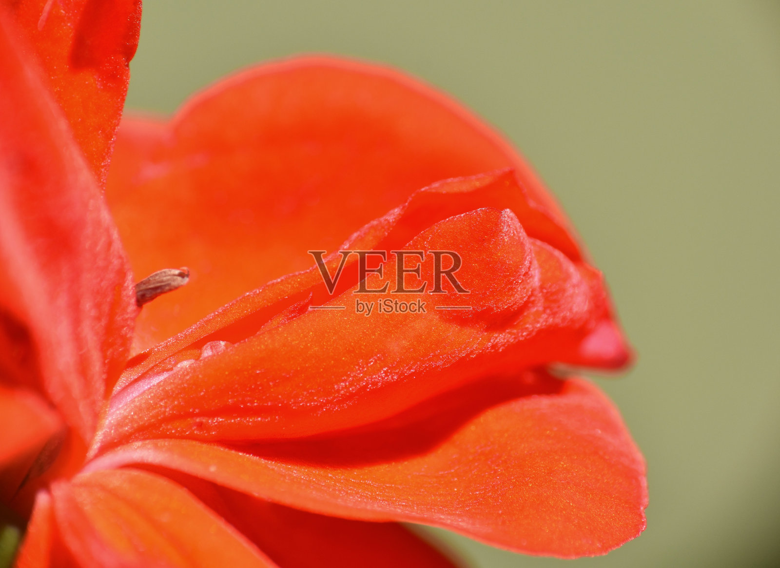 天竺葵花。照片摄影图片