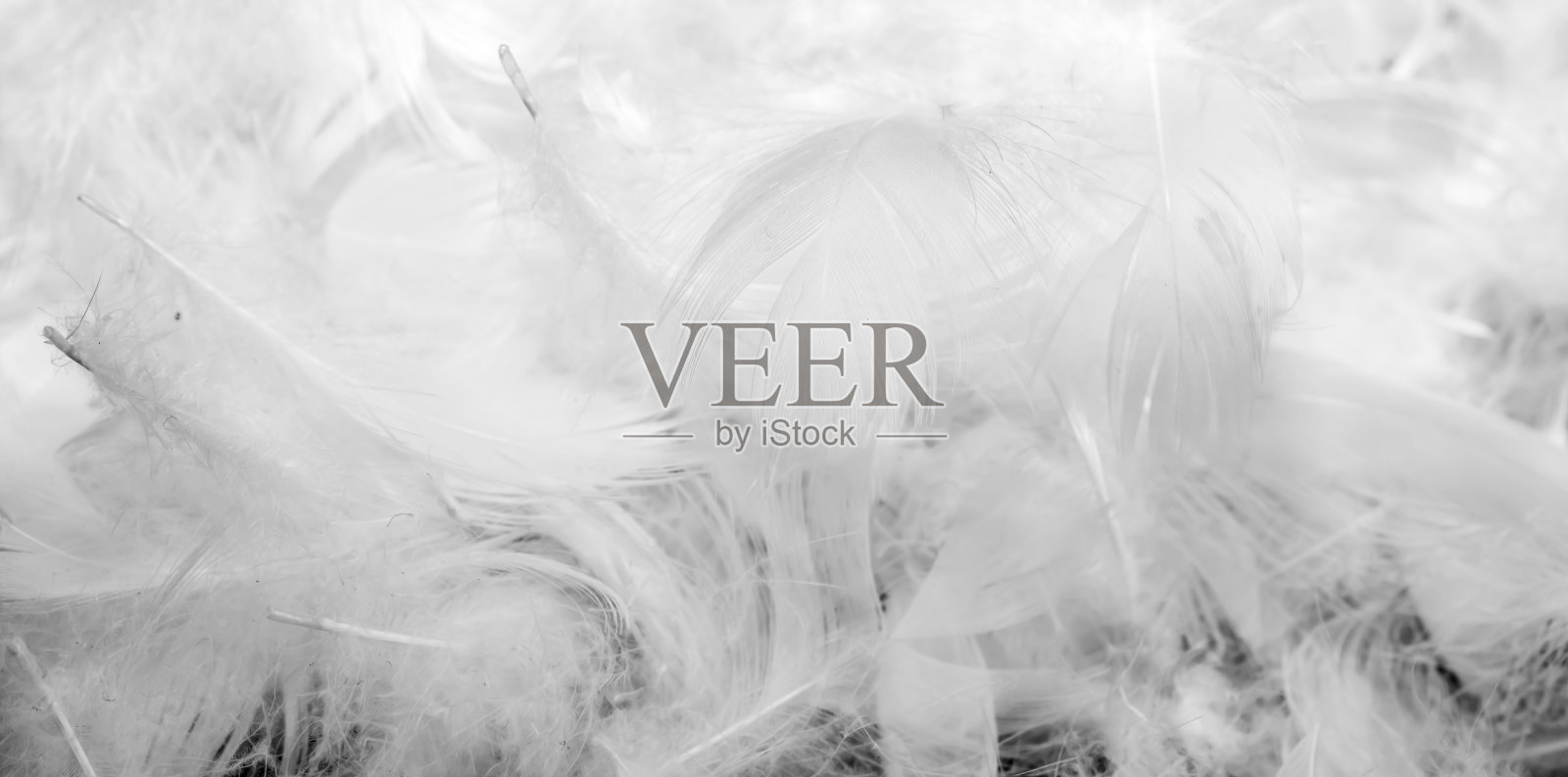 漂亮的白鸭毛。背景或纹理照片摄影图片