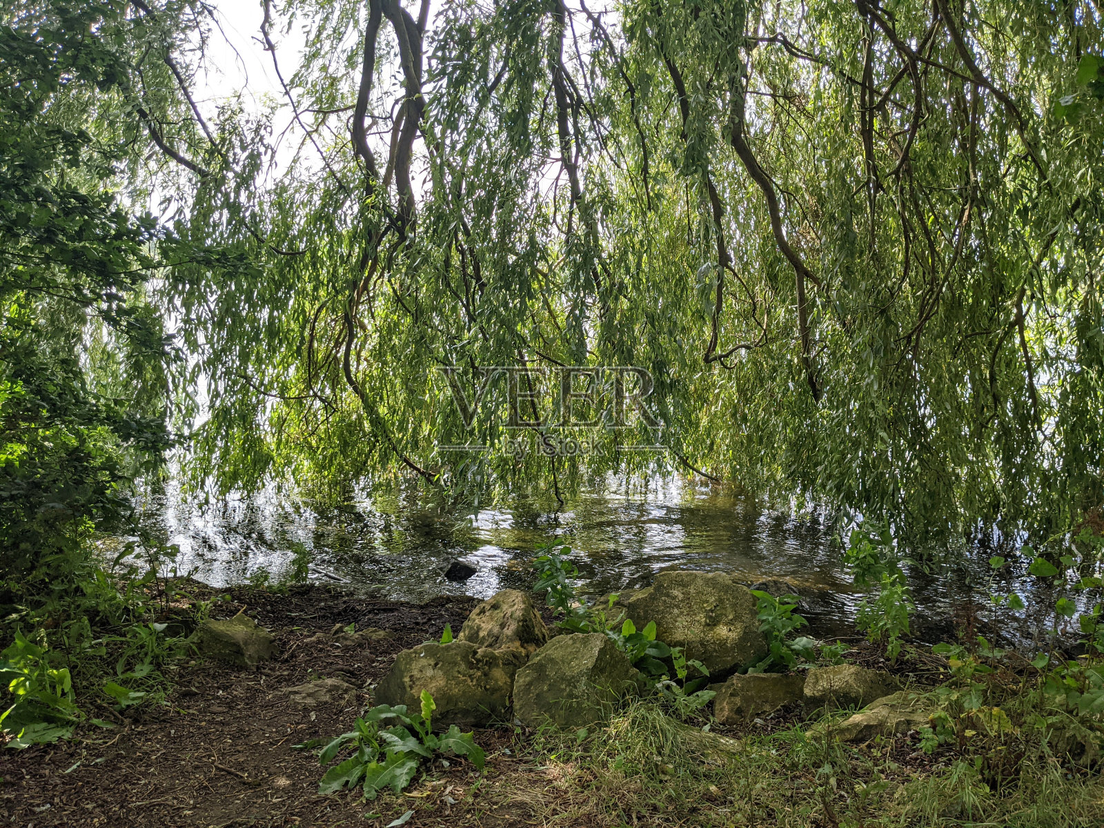 树枝的湖。照片摄影图片