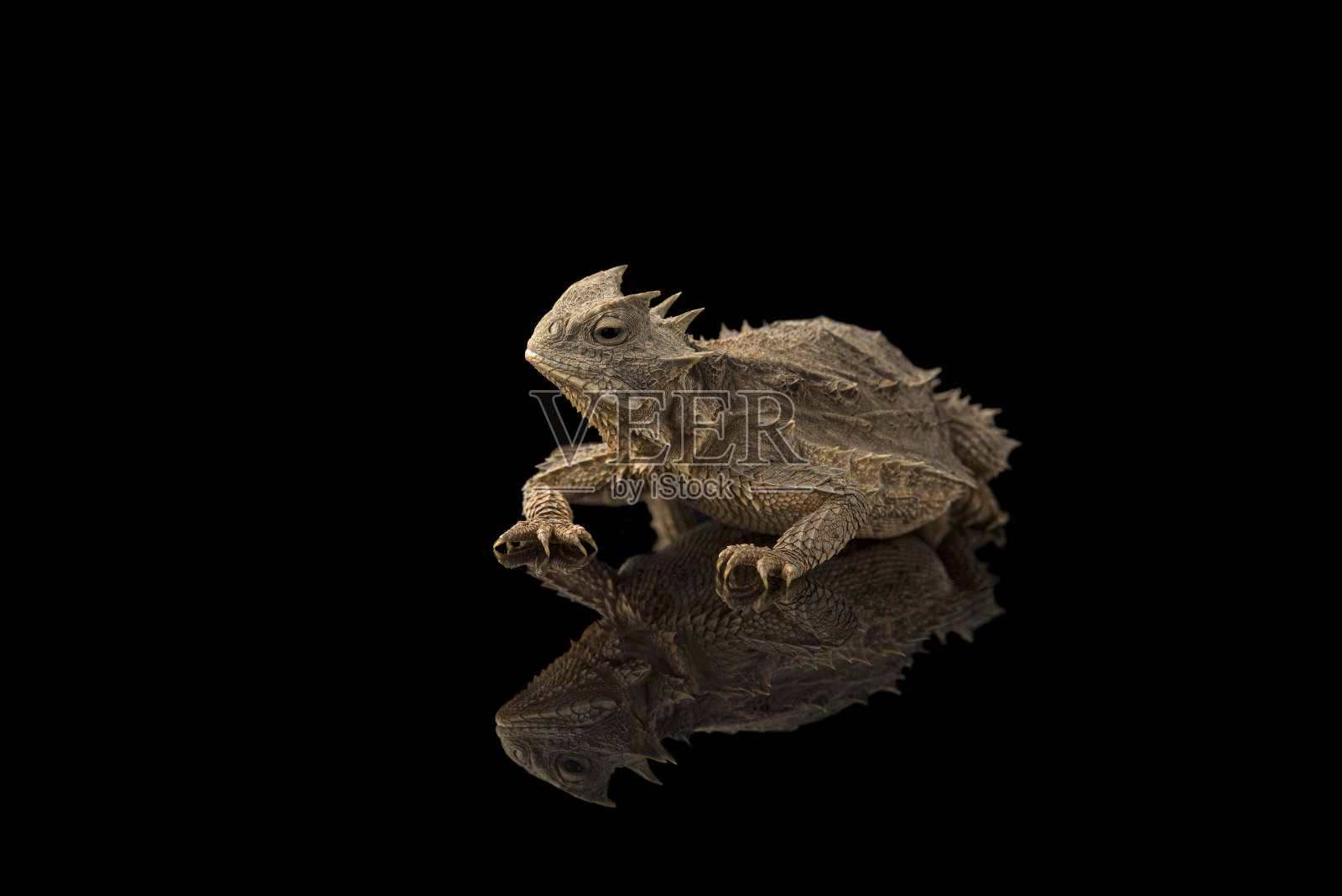 与孤立在黑色背景上的巨角蜥蜴有亲缘关系照片摄影图片
