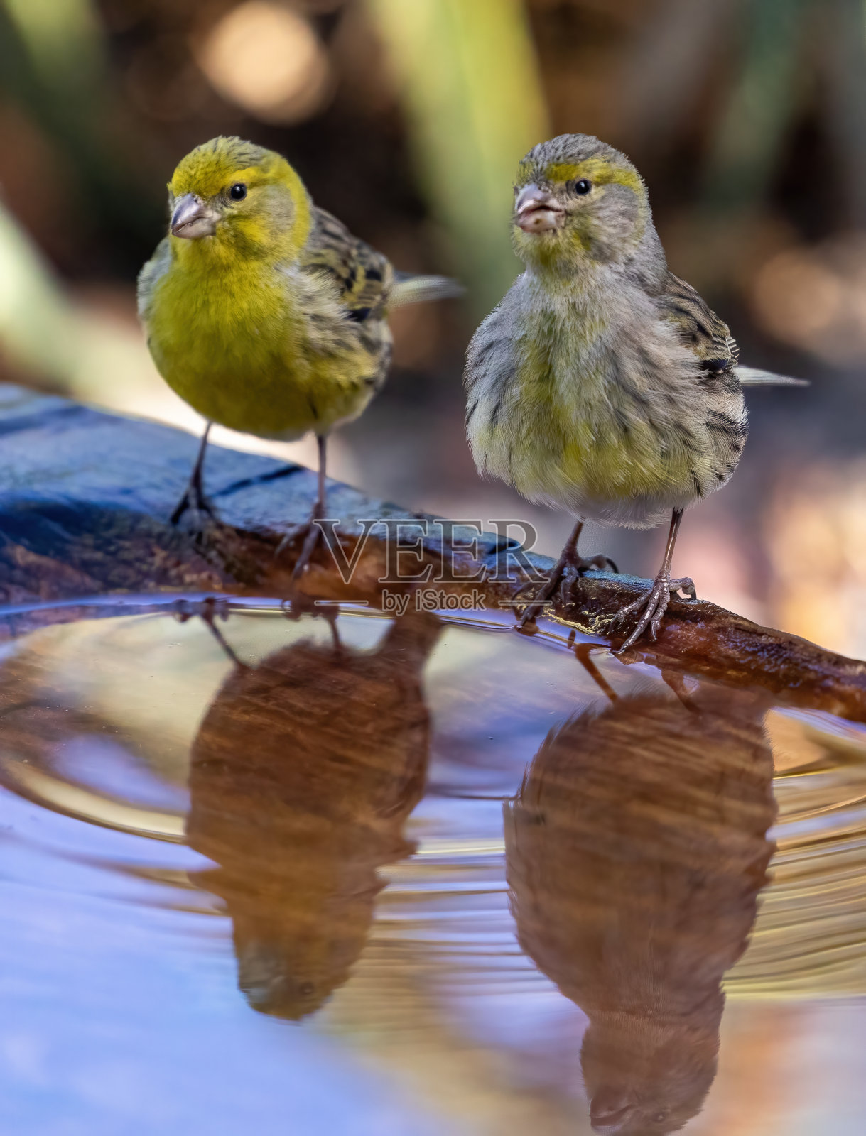 大西洋金丝雀照片摄影图片