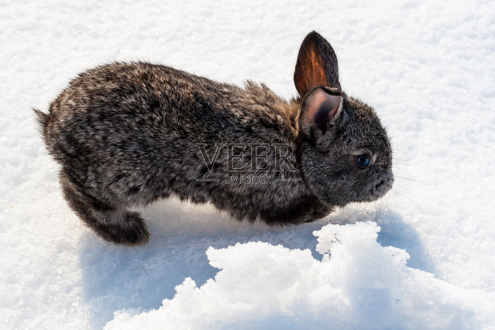 25天大的兔子。一只灰色的小兔子在雪地里跳跃。2023年是兔年。照片摄影图片