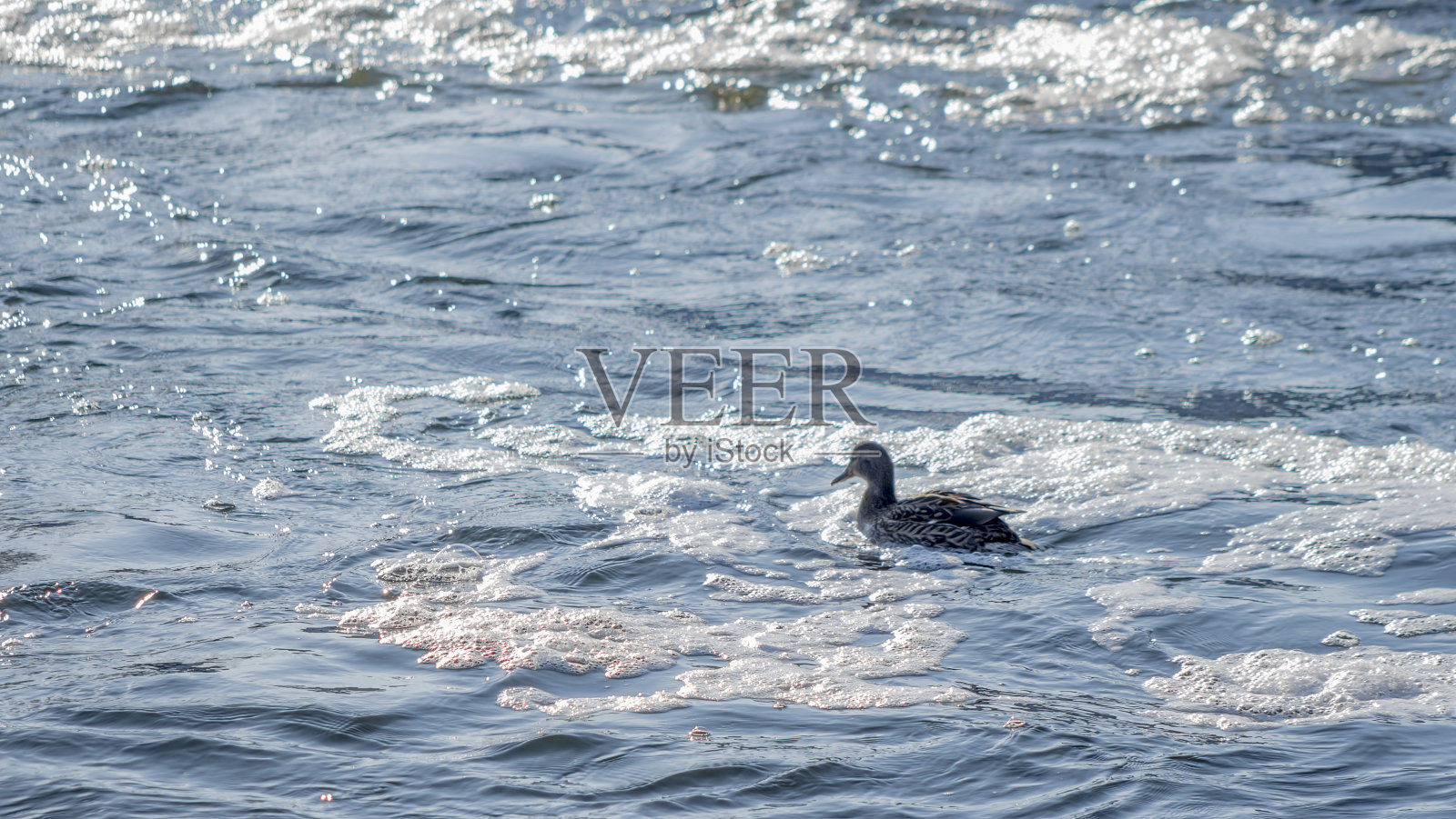 棕色的鸭子在有白色泡沫的水里游泳。河流湖泊水污染概念。照片摄影图片