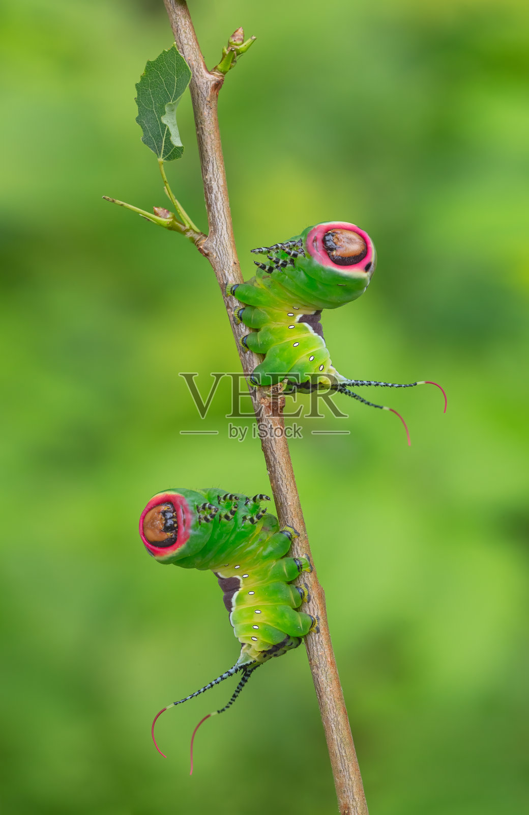 毛毛虫摆出可怕的姿势，独特的动物行为照片摄影图片
