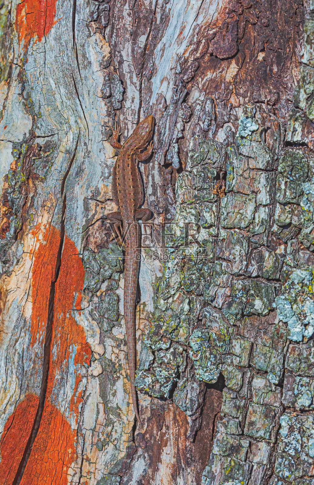 普通蜥蜴，活斑蜥蜴，阳光下的单一动物照片摄影图片