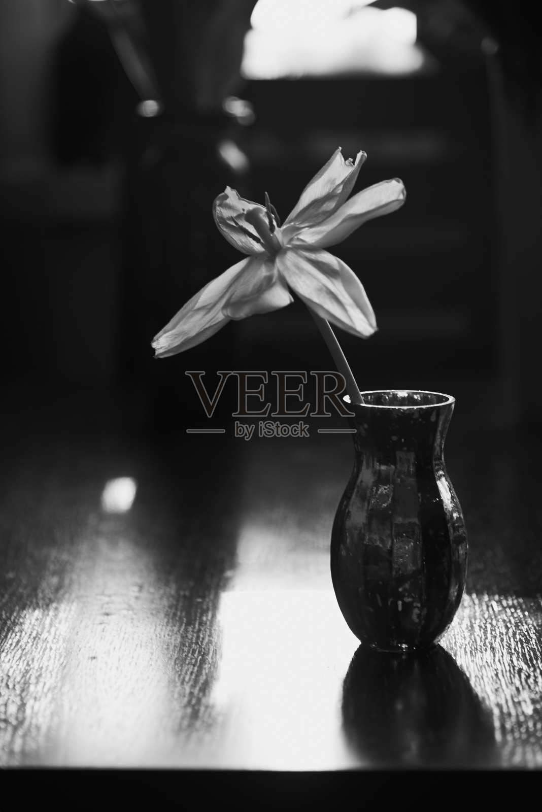 黑白照片，一个开放的郁金香在一个花瓶背景的窗户。照片摄影图片