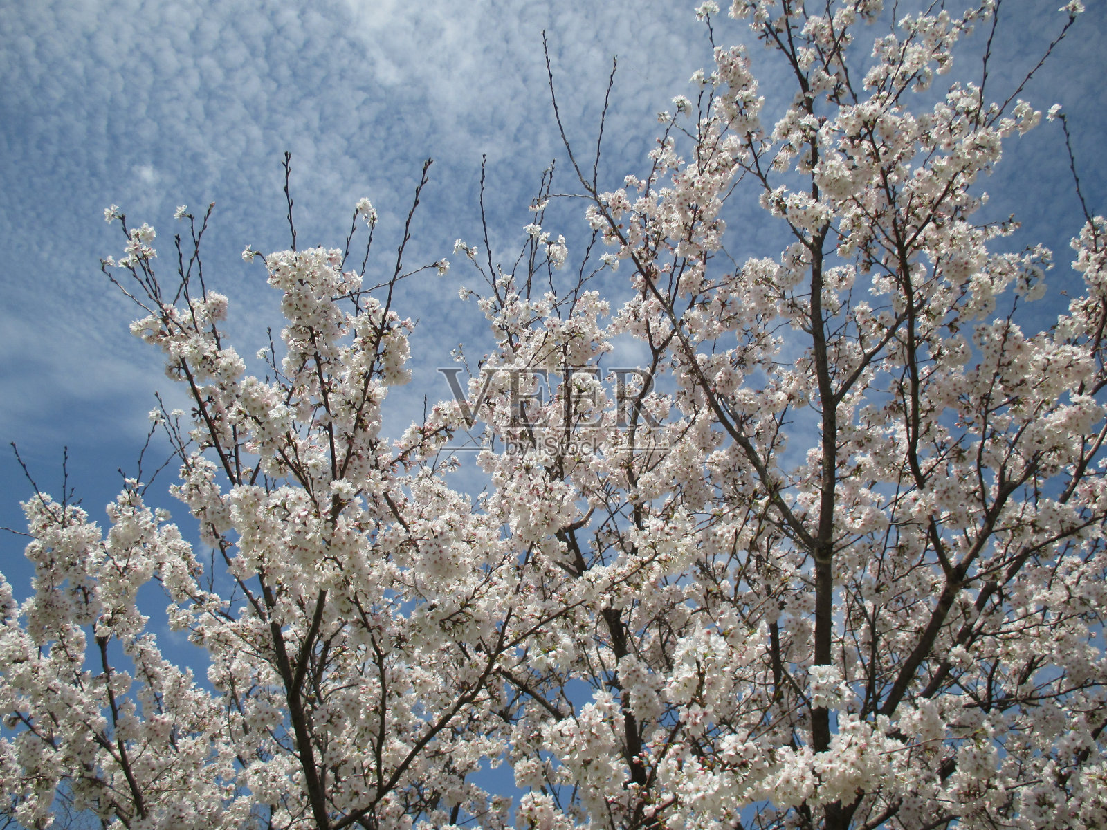 樱花为日本的春天带来美丽的色彩(吉野樱花树)照片摄影图片