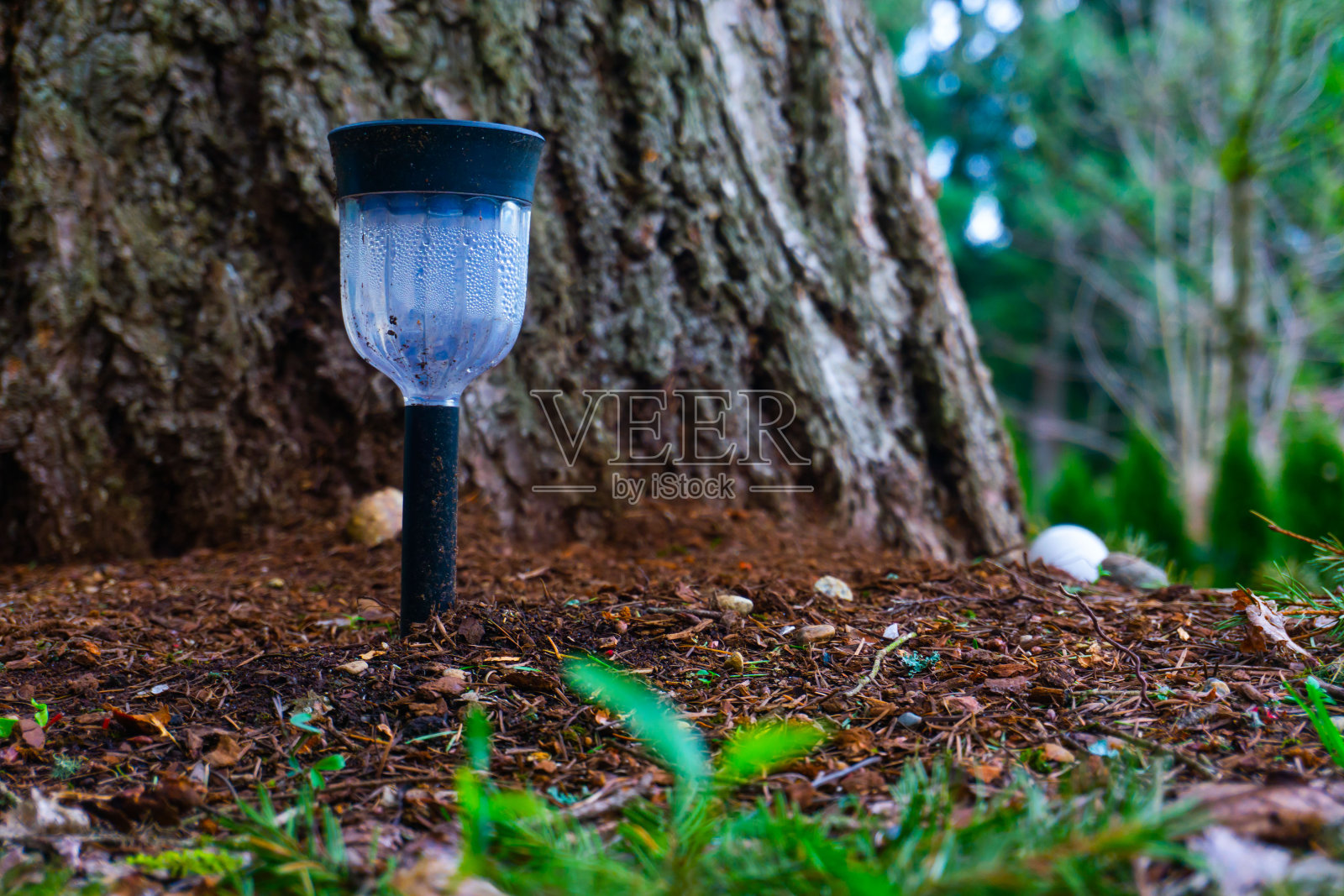 阳光在树前面与自然的背景照片摄影图片