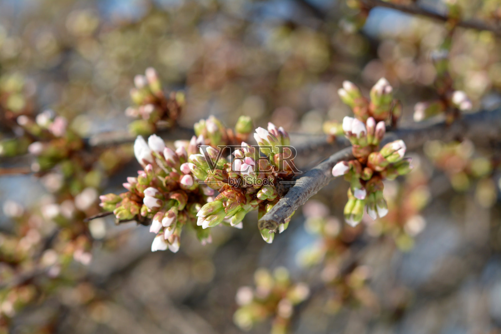 樱花球茎照片摄影图片
