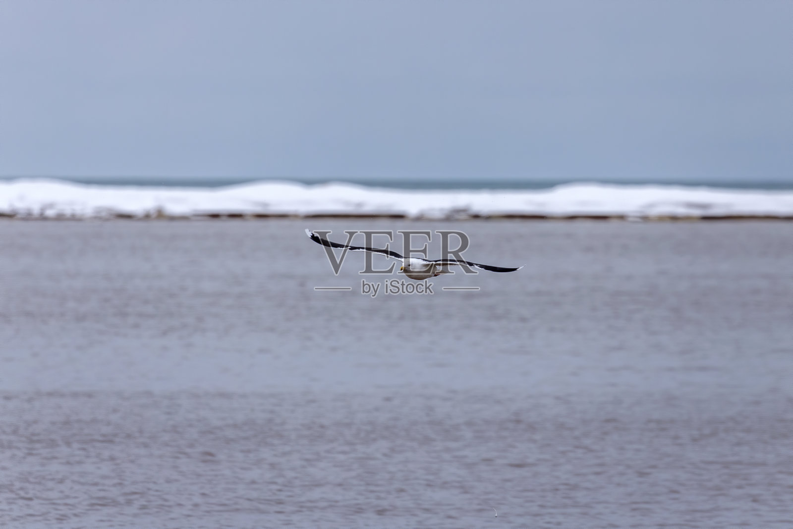 小黑背鸥照片摄影图片