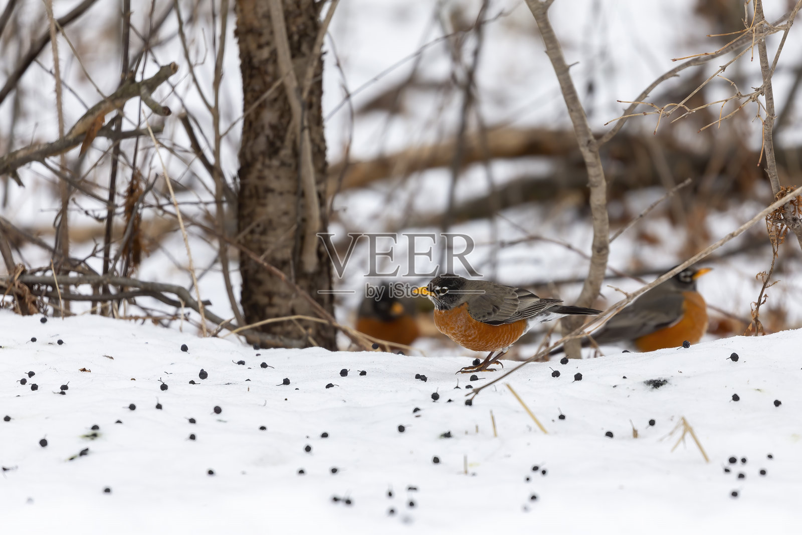 美洲知更鸟（Turdus migratorius），照片摄影图片