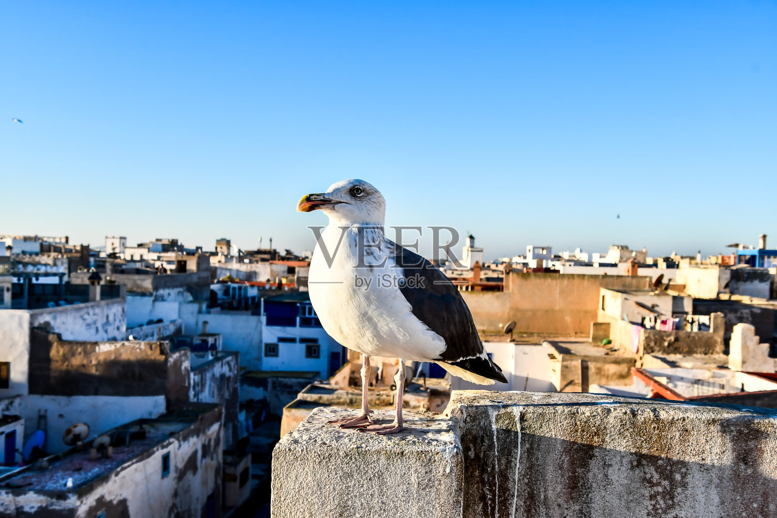 海鸥在张贴，照片作为背景照片摄影图片