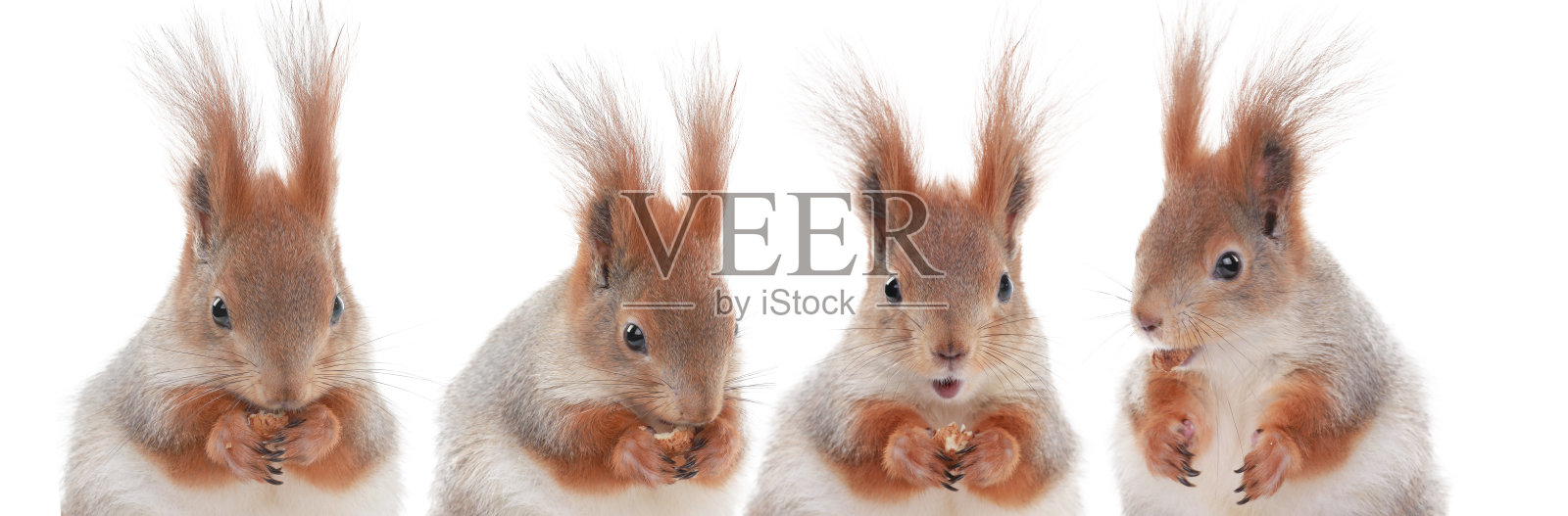 四只松鼠在吃孤立在白色背景上的榛子照片摄影图片