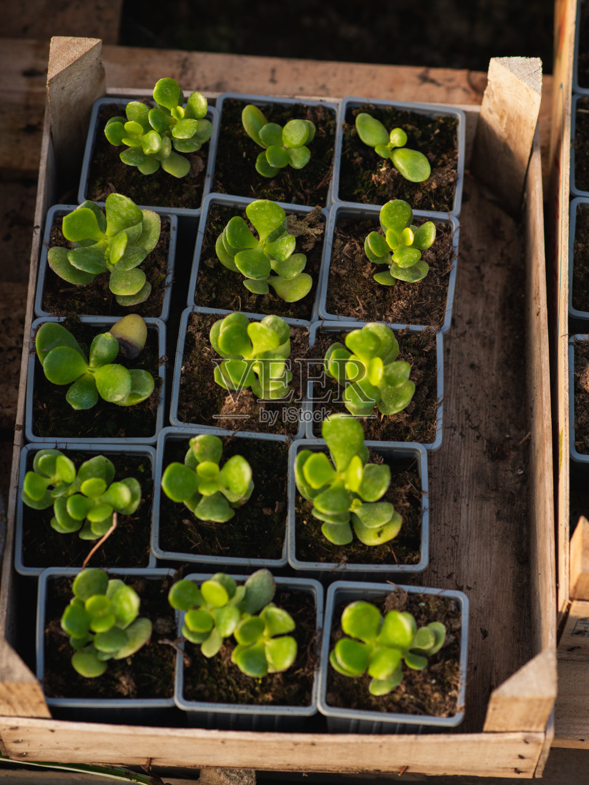 绿色植物，花，仙人掌，花盆堆放在木箱里照片摄影图片