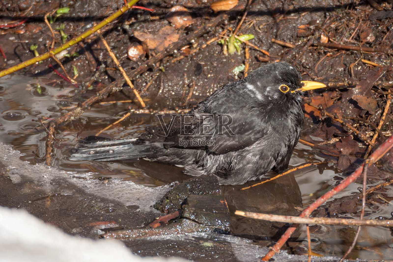 黑鸟清理羽毛照片摄影图片