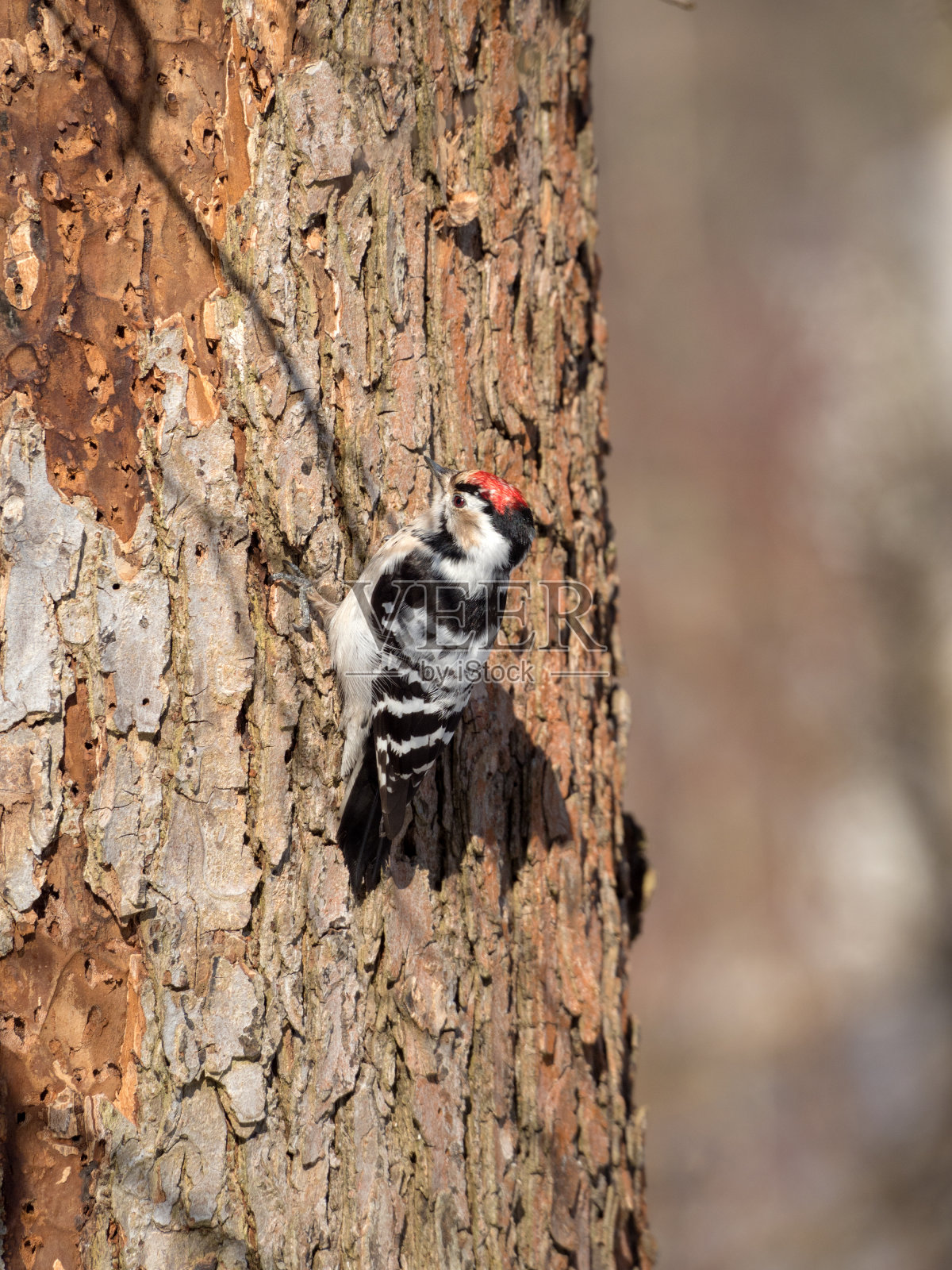 一只啄木鸟在树干上照片摄影图片