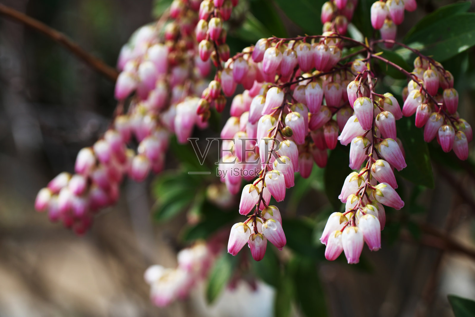 日本小檗照片摄影图片