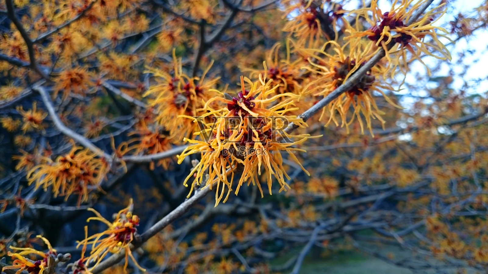 东京的金缕梅照片摄影图片